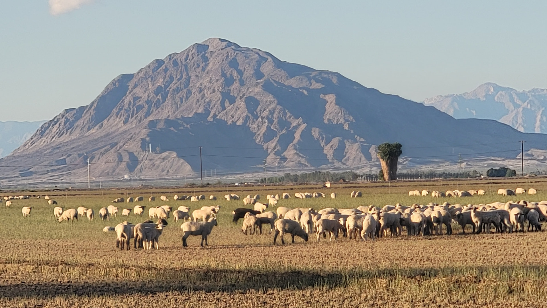Grazing under the mountains at sunrise.